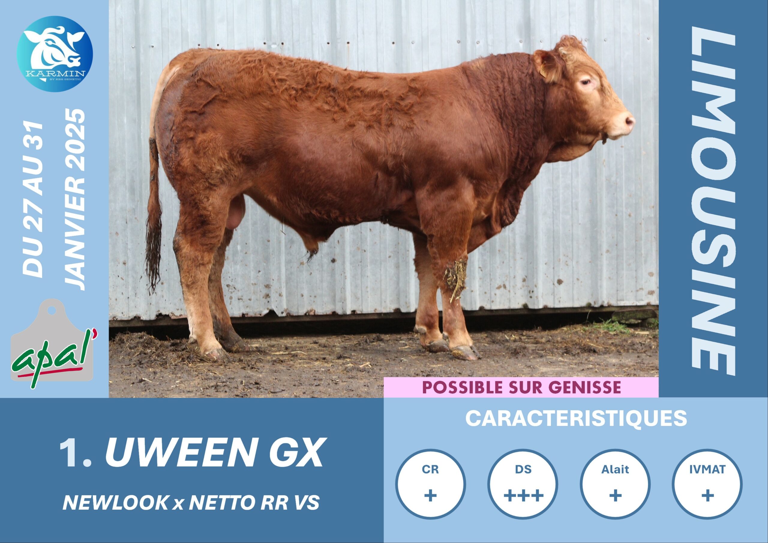 Vente de taureaux reproducteurs