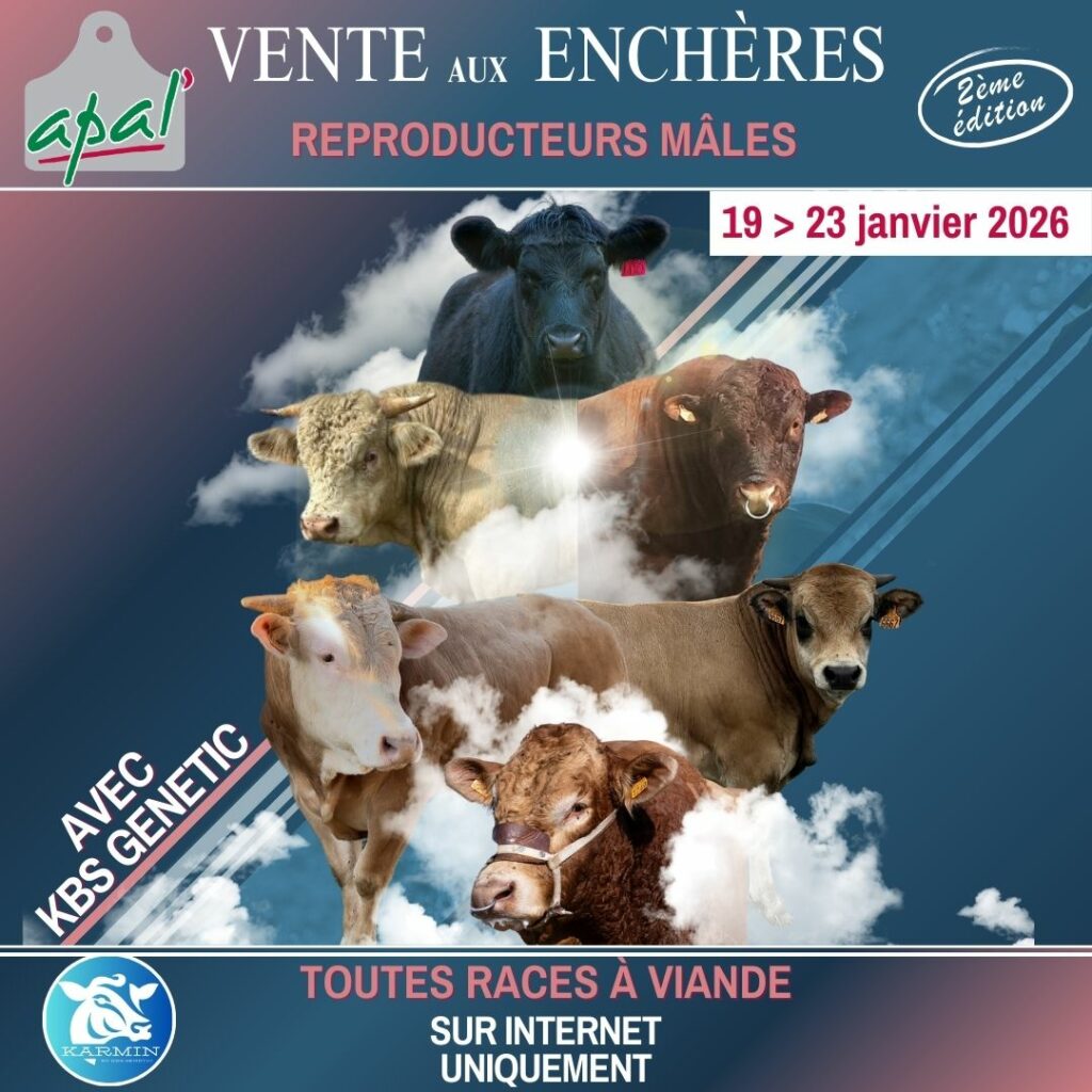 Vente de taureaux reproducteurs en ligne