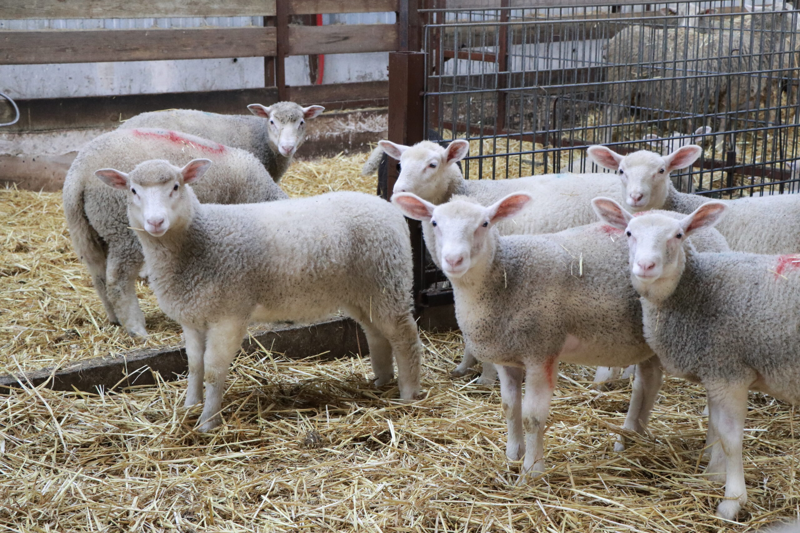 FORMATION PRODUCTION OVINE