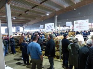 Concours d&rsquo;animaux de boucherie